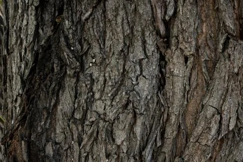 Dry tree bark texture. background Stock Photos