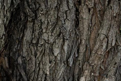 Dry tree bark texture background Stock Photos