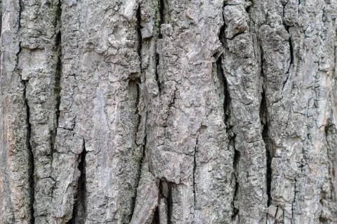Dry tree bark texture background. Detail of oak tree bark. Sharp background Stock Photos