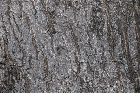 Dry tree bark texture background, Bark texture background Stock Photos