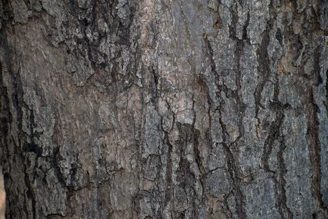 Dry tree bark texture background, Bark texture background Stock Photos