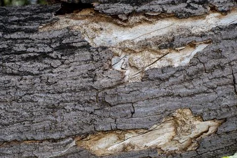 Dry tree bark texture background, Bark texture background Stock-Fotos