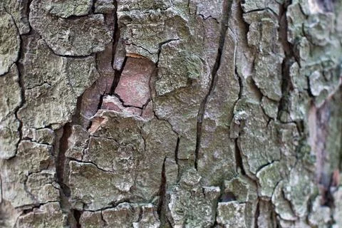 Dry tree bark texture background, selective focus. Copy space. Macro mock up. Stock Photos