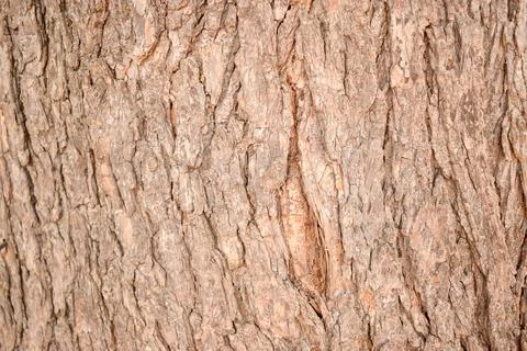 Dry Tree Bark Texture Close up Background Stock Photography Image Stock Photos