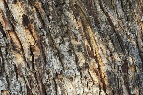 Dry Tree Bark Texture Close up Background Stock Photography Image Foto stock