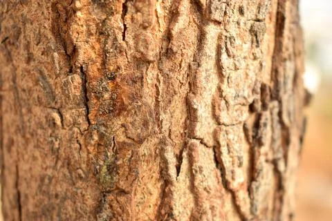 Dry Tree Bark Texture Close up Background Stock Photography Image Stock Photos