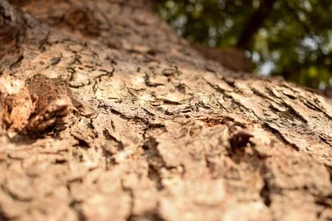 Dry Tree Bark Texture Close up Background Stock Photography Image Stock Photos
