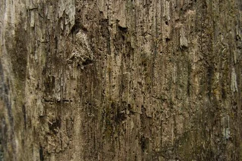 Dry Tree Bark Texture Close-Up, Penang Hill, Malaysia Stock Photos