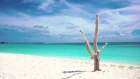 Dry tree on the beach, Cayo Largo Stock Footage 71155933