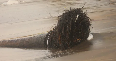 Dry Tree in the Beach Stock Footage 278603832