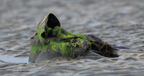 Dry Tree in Beach Stock Footage 320356230