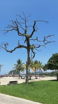 Dry tree by the beach Stock Photos