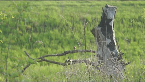 Dry tree, bird 스톡 동영상 37746018