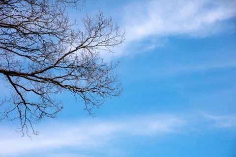 Dry tree on blu sky and sunshine background Stock Photos