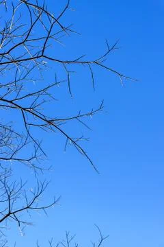 Dry tree with blue sky background Stock Photos