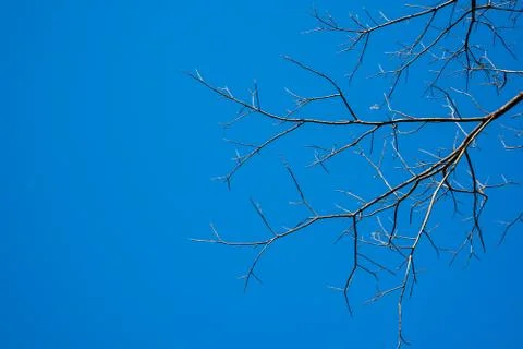 Dry tree with blue sky background Foto stock