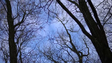 Dry tree with  blue sky Video stock 81720131