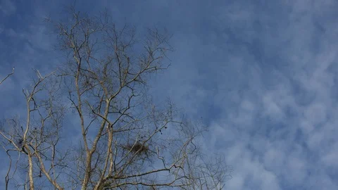 Dry tree on blue sky. Stock Footage 92670542