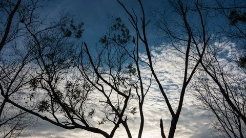 Dry tree on blue sky. Stock Footage 92671357
