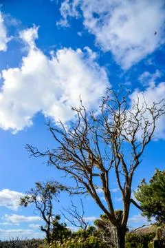 Dry tree with blue sky Stock Photos