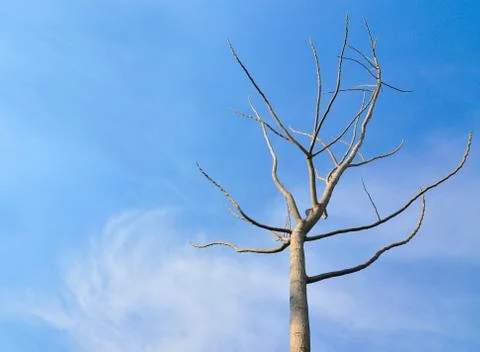 Dry tree with blue sky Stock Photos