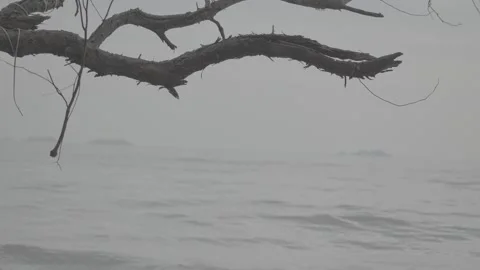 Dry Tree Branch with Blurred Ocean Background in Minimalist Nature Scene S-Log3 Stock Footage 313092883