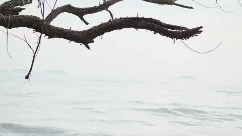 Dry Tree Branch with Blurred Ocean Background in Minimalist Nature Scene Stock Footage 313092919