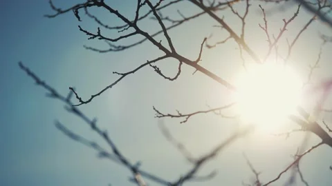 Dry tree branch close-up silhouette against the blue sky and sun. dry branch of Video stock 145455641