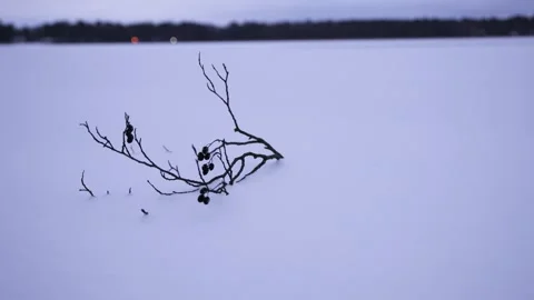 A dry tree branch with cones lies on the snow. A branch without leaves lies on t Stock Footage 325746671