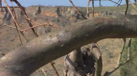 Dry tree branch 스톡 동영상 40447049