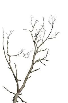 Dry tree branch isolated on white background. Object with clipping path. Illustrazione stock