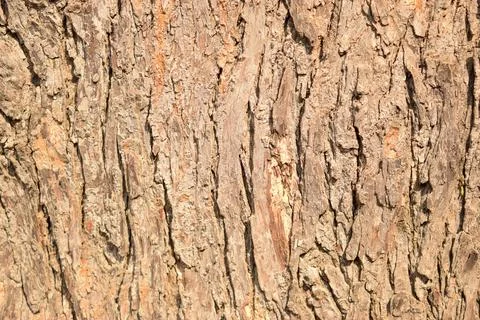 Dry Tree Branch knots Texture Close-up background Macro Stock Photography Ima Stock-Fotos