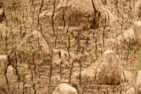 Dry Tree Branch knots Texture Close-up background Macro Stock Photography Ima Stock Photos