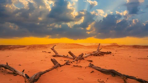 Dry tree branch lie among sandy desert at the sunset Stock Footage 346211015