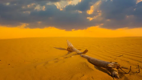 Dry tree branch lie in sandy desert at the sunset time lapse scene Stock-Footage 240111665