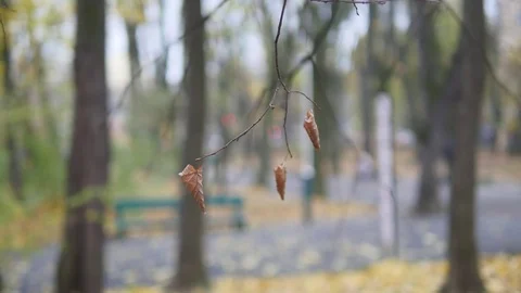 Dry tree branch on a nature background. selective focus Video stock 82937489
