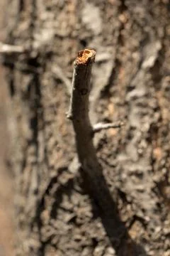 Dry on a tree branch Stock Photos