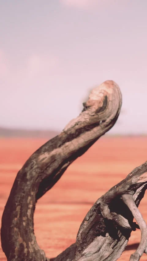 Dry tree branch on red soil with distant hills under a cloudy sky Stock Footage 337958097