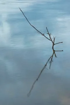 Dry tree branch with reflection inside lake water - vertical Stock Photos