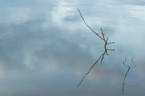 Dry tree branch with reflection inside lake water - horizontal Stock Photos