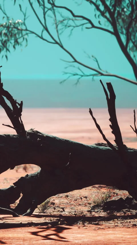 Dry tree branch rests on sandy ground near water body on a sunny day Stock Footage 338375895