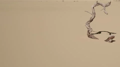 Dry tree branch on sand background in desert during daytime Stock Footage 344118606