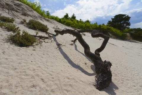 Dry tree branch on a sand dune Stock Photos