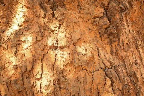 Dry Tree Branch Textured Close-up background Macro Stock Photography Image Stock Photos