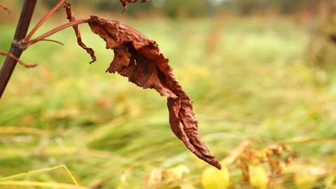 Dry tree branch at windy day. Cold weather Stock Footage 161868844