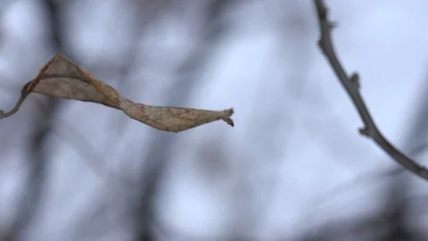 Dry tree branch on a winter background nature Stock Footage 102272498