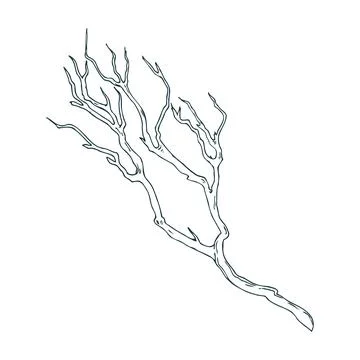 Dry tree branch without leaves. Line art is a simple hand-drawn illustration in Stock Illustration