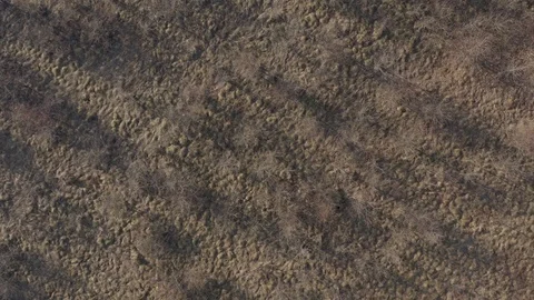 Dry tree branches from above 4K aerial video Stock Footage 107766479