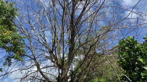Dry Tree Branches Against Blue Sky with Dramatic Clouds Stock Footage 318177854