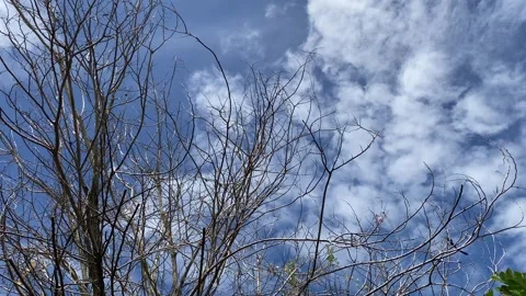 Dry Tree Branches Against Blue Sky with Dramatic Clouds Stock Footage 318177860